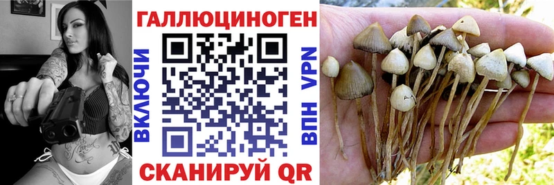 Псилоцибиновые грибы Cubensis  Новомичуринск 